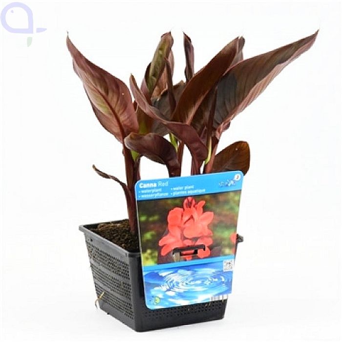 Canna indica - Rot - Rotes indisches Blumenrohr - XL 18x18 cm