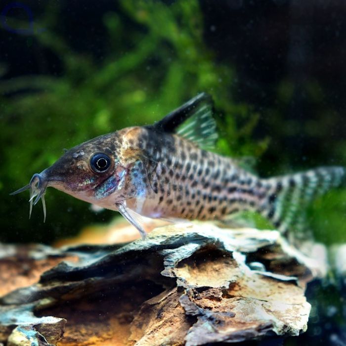 Silberstreifen Panzerwels - Corydoras agassizi aquaPro2000