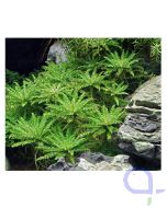 Pogostemon helferi - Kleiner Wasserstern