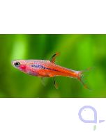 Moskitobärbling - Mosquitorasbora - Boraras brigittae
© Bildrechte Chris Lukhaup
