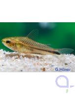 Zwergpanzerwels - Gastrodermus (Corydoras) pygmaeus