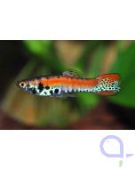 Endler Guppy -Paar- Roter Tiger - Poecilia wingei
Bildrechte Frank Schenk