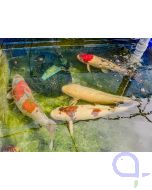 Japan Koi 40-70 cm - Abholung - kein Versand!