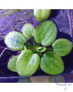 Limnobium laevigatum