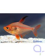 Roter Phantomsalmler- Hyphessobrycon sweglesi