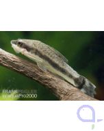 Ohrgitterharnischwels - Otocinclus macrospilus