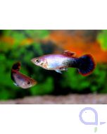 Guppy Pink Tuxedo Männchen - Poecilia reticulata