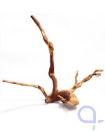 Rote Moorwurzel S - wysiwyg - 027