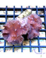 Sinularia brassica / Sinularia dura