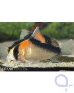 Orangefleck Panzerwels - Kupferfleck-Panzerwels - Corydoras duplicareus