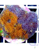 Acanthastrea echinata Orange-Lila Multicolor Frag