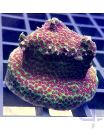Porites - The Grinch #83