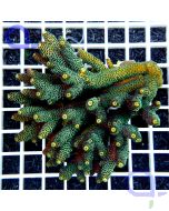 Acropora millepora 