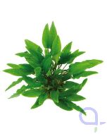 Cryptocoryne wendtii - Grüner Wasserkelch - Topfpflanze