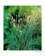 Carex panacea - Segge