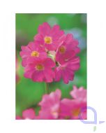 Primula rosea - Himalajaprimel - 9x9cm