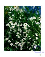  Myosotis palustris alba - Sumpf Vergissmeinnicht