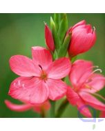 Schizostylis coccinea - Sumpfgladiole