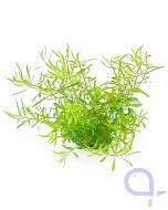 Dennerle Aquarienpflanze Ludwigia arcuata In-Vitro