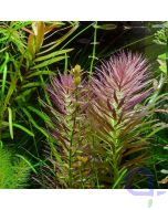 Limnophila aromatica - Aromatischer Sumpffreund im Aquarium