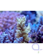Korallenzucht Spurenelemente Komplex 500 ml