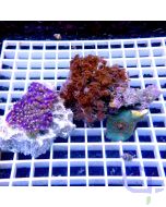 Einsteiger-Korallen-Anemonen Set - Pachyclavularia - Xenia - Discosoma - Zoanthus