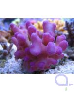 Korallenzucht Strontium Komplex Konzentrat 1000 ml