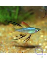 Filigran Regenbogenfisch - Iriatherina werneri - Prachtregenbogenfisch