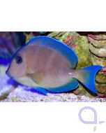 Acanthurus coeruleus - Blauer Doktorfisch