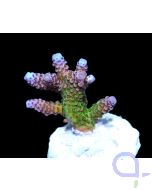 Acropora tricolor - Dreifarbige Steinkoralle