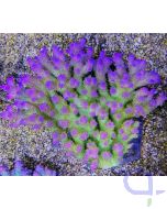 Acropora Multicolor Coral Sea