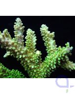 Acropora abrotanoides