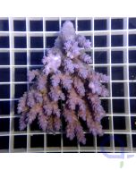 Acropora batunai - Blau