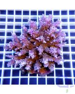 Acropora hyacinthus 