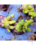 Acropora humilis Green