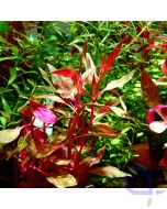 Alternanthera reineckii Red Ruby - Rubinrotes Papageienblatt