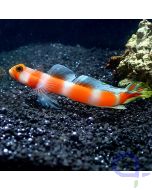 Amblyeleotris aurora - Partner-Grundel