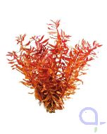 Ammannia praetermissa - Rotgrüne Nesaea