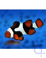 Echter Clownfisch - Amphiprion percula - kaufen