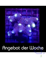 Stylophora - Milka - Ableger