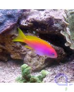 Pseudanthias bimaculatus - Zweifleck Fahnenbarsch