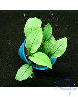 Anubias barteri nana Jade - Zwergspeerblatt - Pflanze
