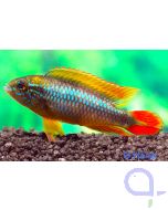 Agassiz’ Zwergbuntbarsch - Apistogramma agassizii 