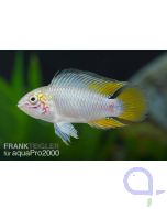 Apistogramma borelli, opal