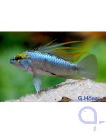 Dreistreifen Zwergbuntbarsch - Apistogramma trifasciata