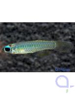 Normans Leuchtaugenfisch - Aplocheilichthys normani 