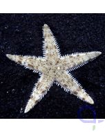 Archaster - Draufsicht - VvH