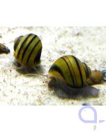 Zebra-Apfelschnecke - Asolene spixi