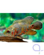 Pfauenaugenbuntbarsch (Oskar) - Astronotus ocellatus