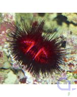 Astropyga radiata - Roter Diademseeigel